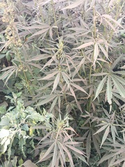 Cannabis sativa spontanea
