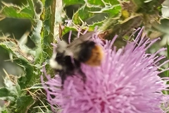 Bombus sichelii