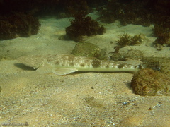 Platycephalus fuscus