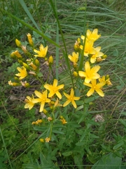 Hypericum elegans