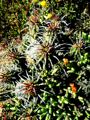 Euphorbia ferox