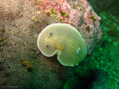 Aphelodoris varia
