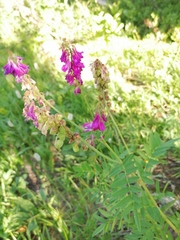 Hedysarum theinum