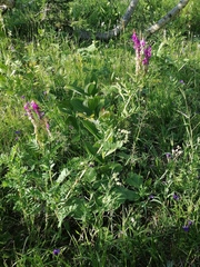 Hedysarum theinum