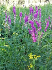 Hedysarum theinum