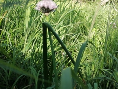Allium ledebourianum