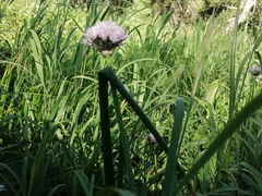 Allium ledebourianum