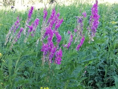 Hedysarum theinum