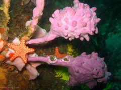Pyura spinifera
