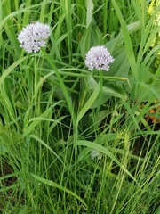 Allium ledebourianum
