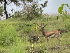 Gazella bennettii