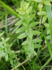 Cruciata glabra krylovii