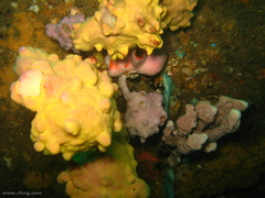 Pyura spinifera