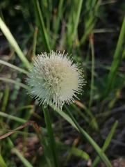 Allium flavidum