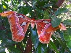 Attacus taprobanis