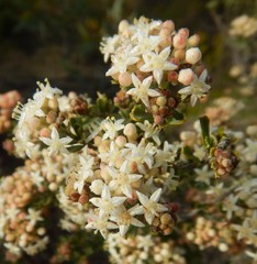 Pomaderris obcordata