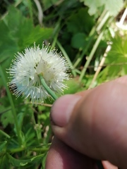 Allium flavidum