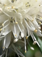 Allium flavidum