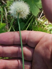 Allium flavidum