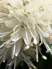 Allium flavidum