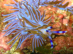 Pteraeolidia ianthina