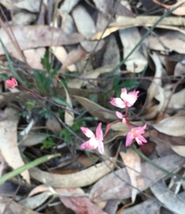 Xanthosia atkinsoniana