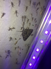 Aglossa pinguinalis