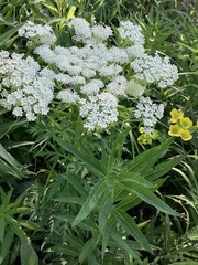 Aulacospermum anomalum