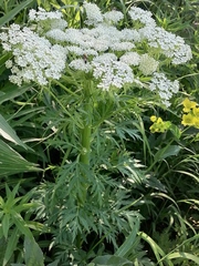 Aulacospermum anomalum