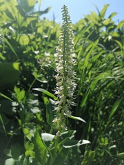 Macropodium nivale