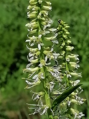 Macropodium nivale