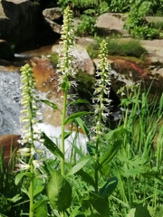 Macropodium nivale