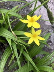 Empodium veratrifolium