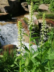 Macropodium nivale