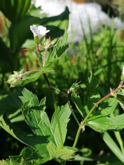 Geranium krylovii