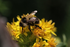 Bombus vagans bolsteri