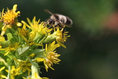 Bombus vagans bolsteri