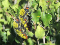 Julodis cirrosa cirrosa