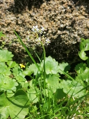 Micranthes nelsoniana aestivalis