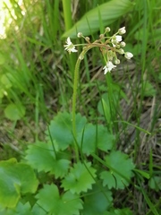 Micranthes nelsoniana aestivalis