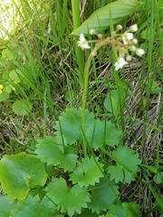 Micranthes nelsoniana aestivalis