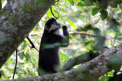 Cercopithecus ascanius schmidti