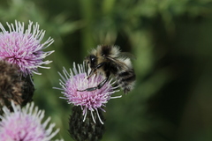 Bombus vagans bolsteri