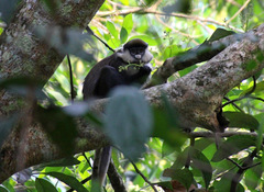 Cercopithecus ascanius schmidti