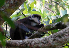 Cercopithecus ascanius schmidti