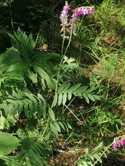 Hedysarum theinum