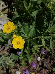 Potentilla asiatica