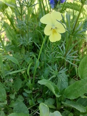 Viola altaica