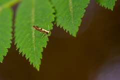 Argyresthia conjugella