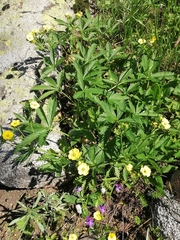 Potentilla asiatica